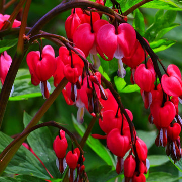 Perennial Red Bleeding Heart Seeds