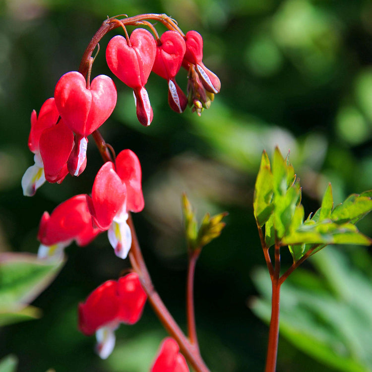 Perennial Red Bleeding Heart Seeds