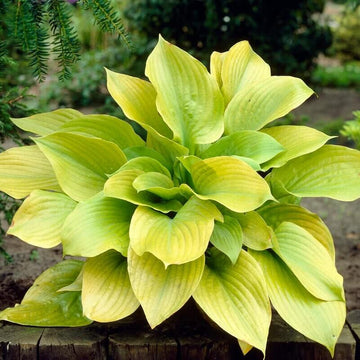 Perennial Shade Seeds - Flower Plant