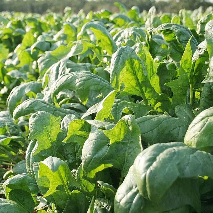 Perennial Spinach Seeds - Vegetable Plant