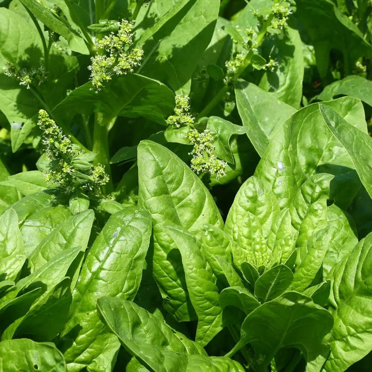 Perennial Spinach Seeds - Vegetable Plant