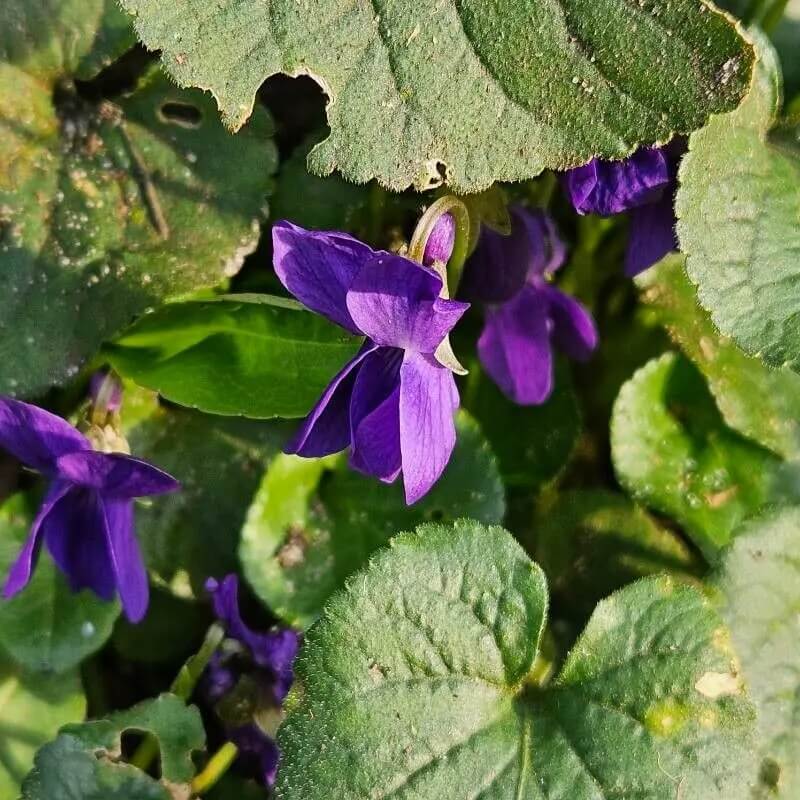 Perennial Violet Seeds