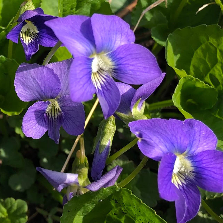 Perennial Violet Seeds