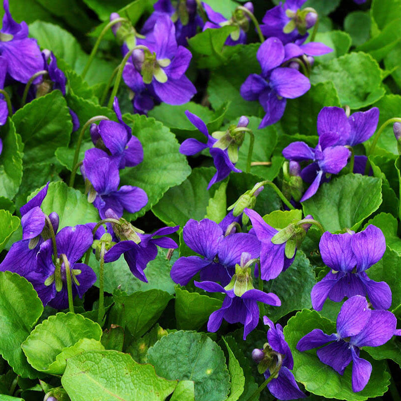 Perennial Violet Seeds