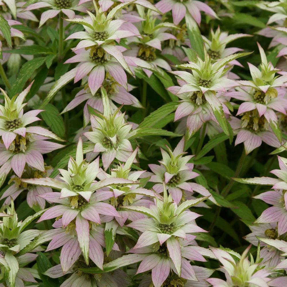 Perennial Wildflower Bee Balm Seeds