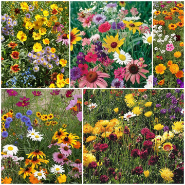 Perennial Wildflower Seeds - All In One For Home Gardens