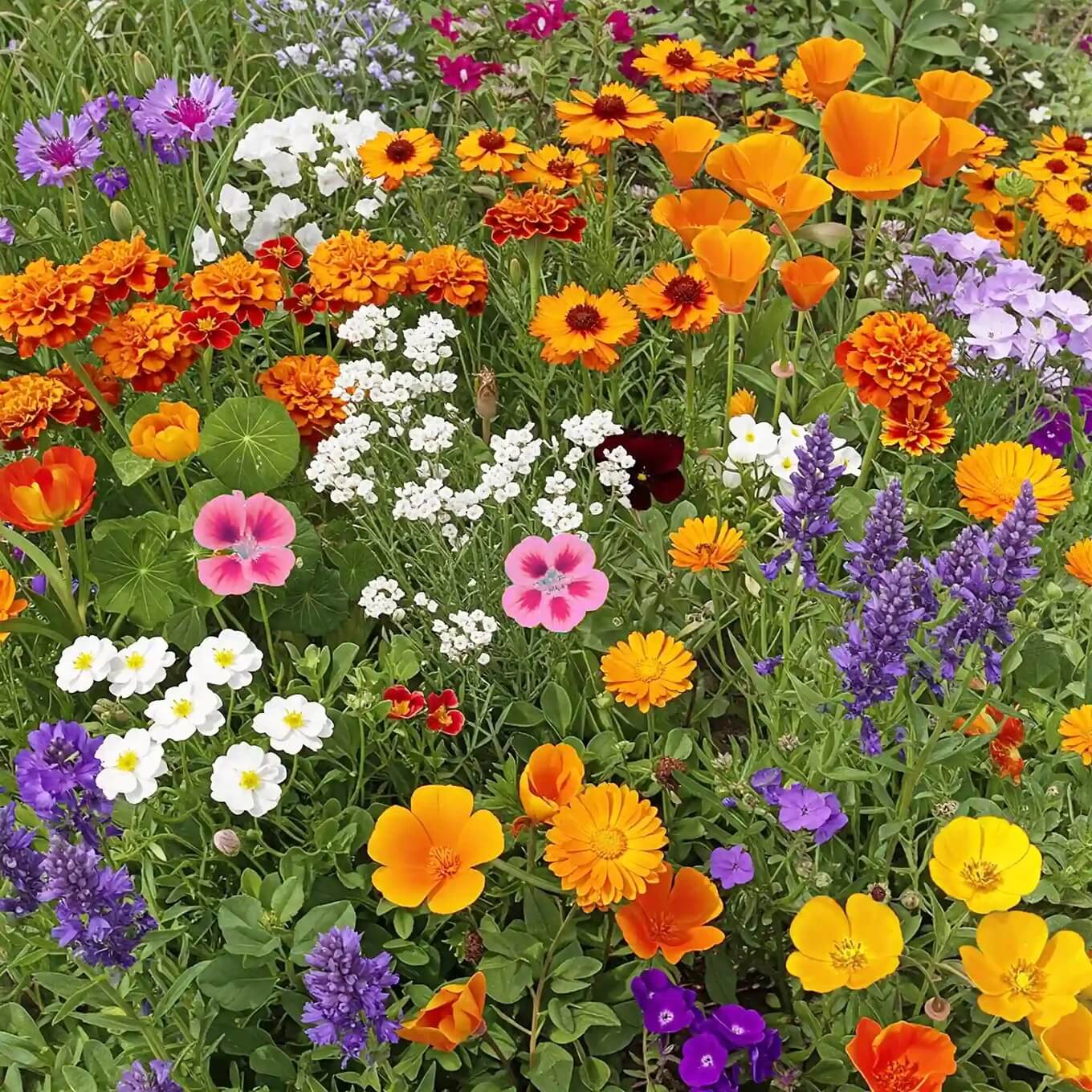 Perennial Wildflower Seeds - All In One For Home Gardens