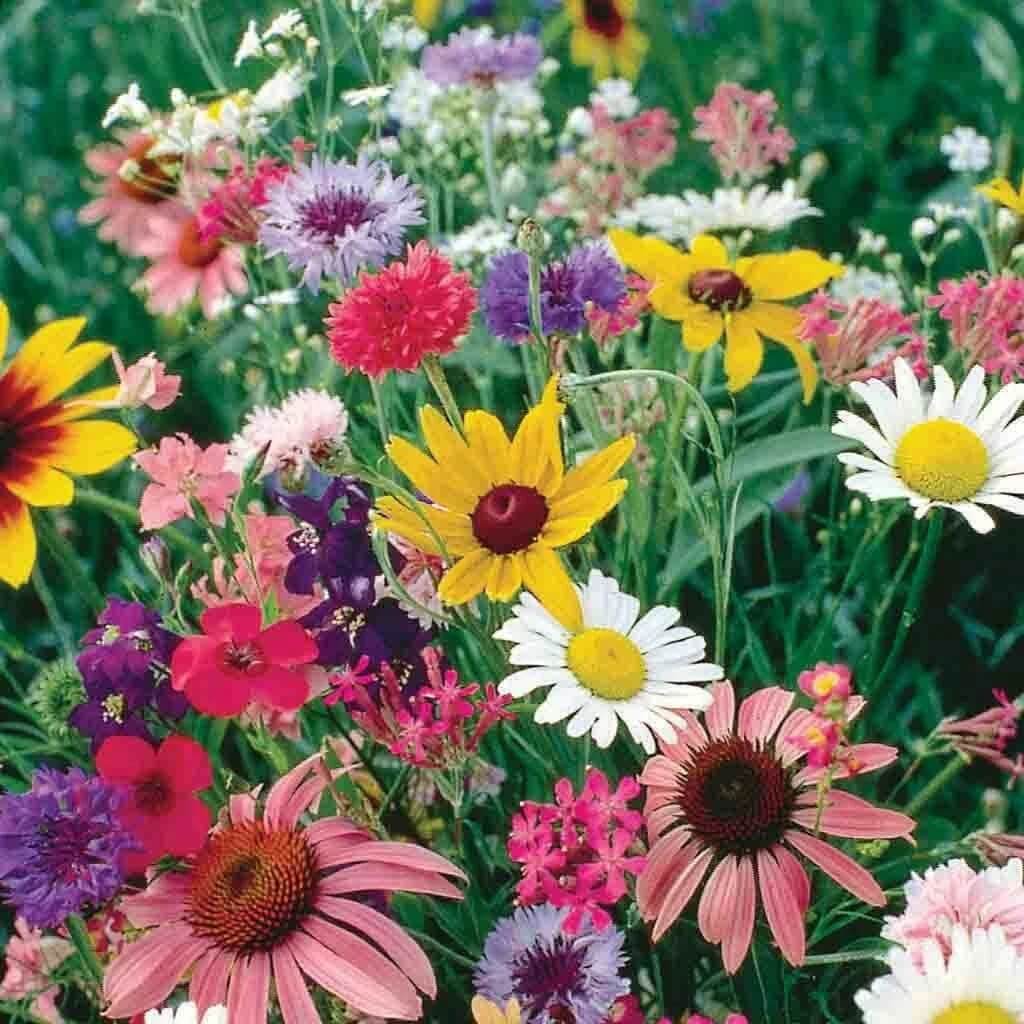 Perennial Wildflower Seeds - All In One For Home Gardens