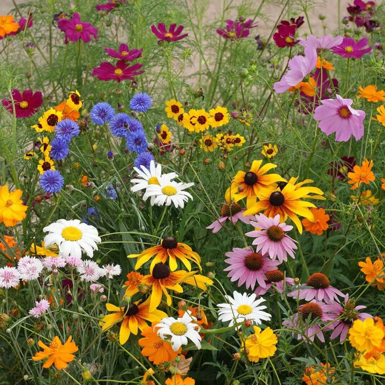 Perennial Wildflower Seeds - All In One For Home Gardens