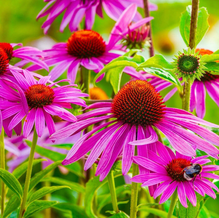 Perfect for Tea Echinacea Seeds 