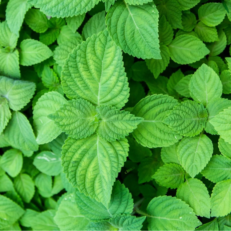 Perilla Beefsteak Plant Seeds