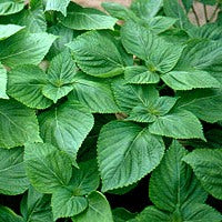 Perilla Beefsteak Plant Seeds