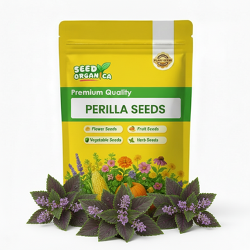 Perilla Seeds