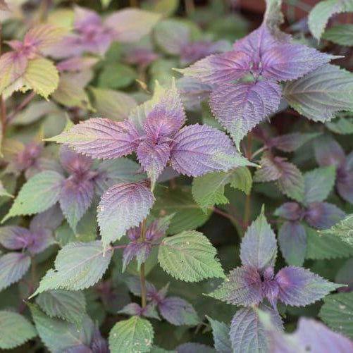 Perilla Seeds For Planting