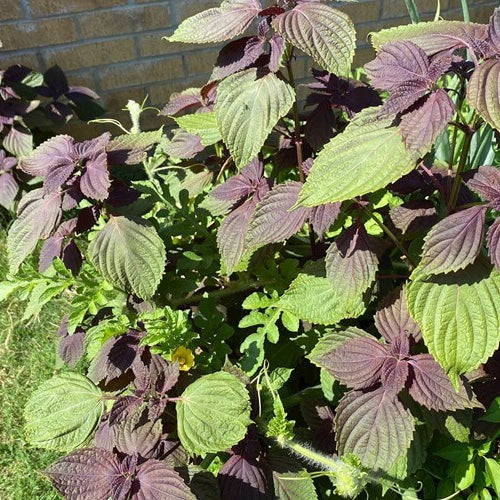 Perilla Seeds For Planting
