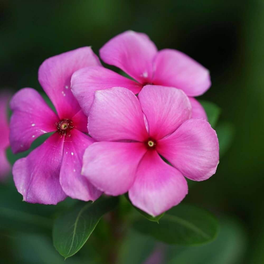 Periwinkle Seeds – Pink Wildflower Mix, Heirloom