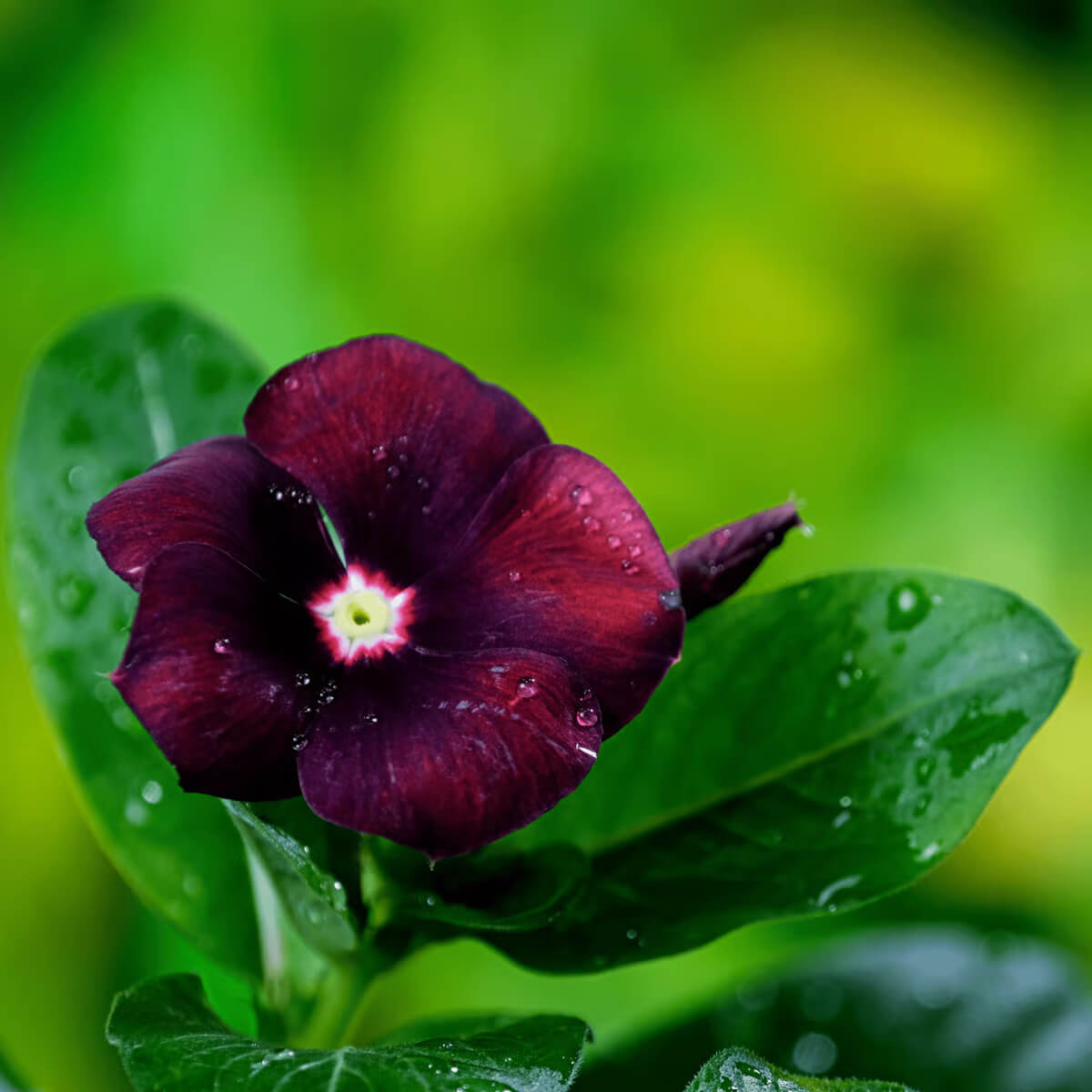 Periwinkle Seeds - All In One For Home Gardens