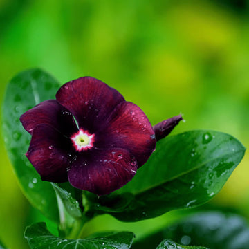 Periwinkle Seeds - All In One For Home Gardens