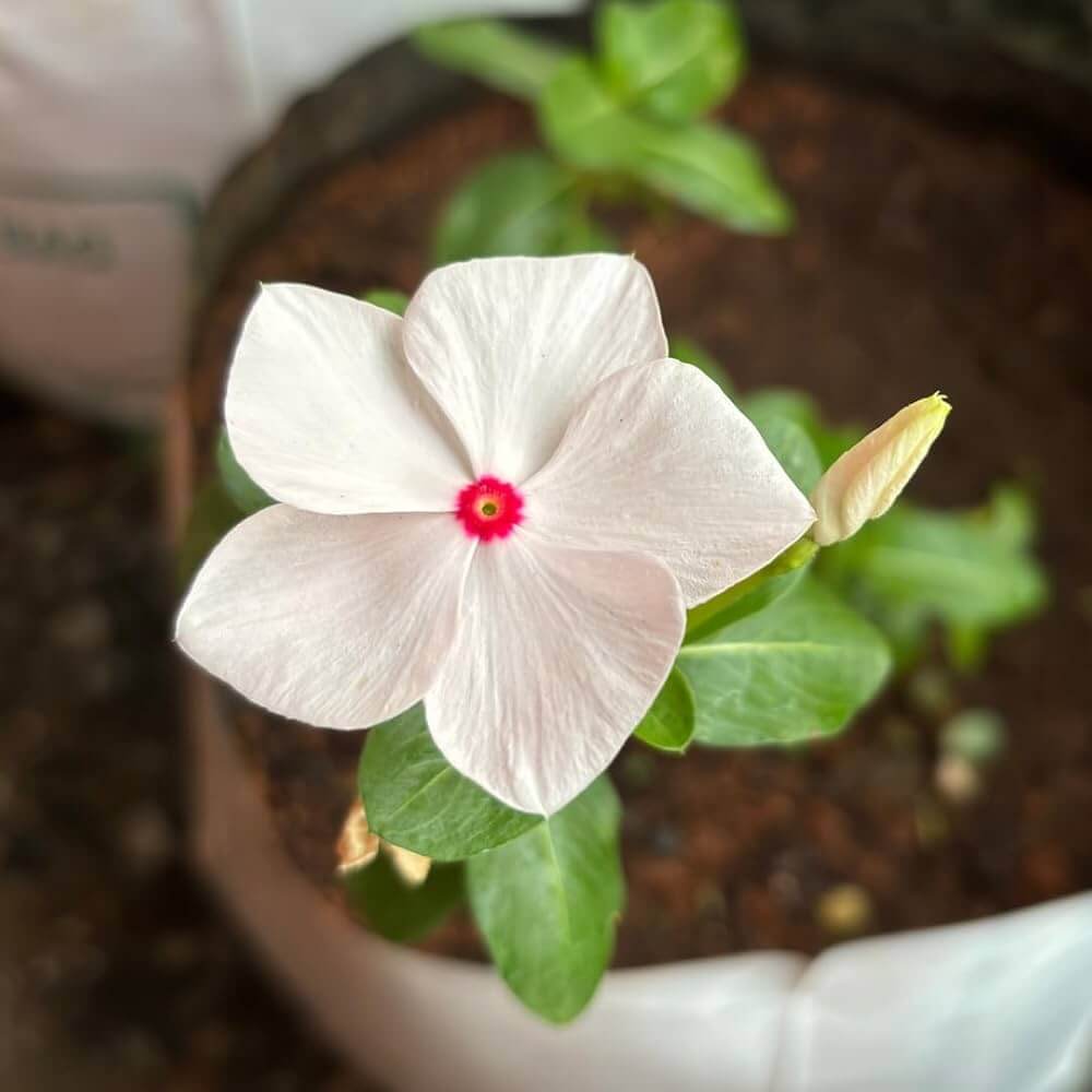 Periwinkle Seeds - All In One For Home Gardens