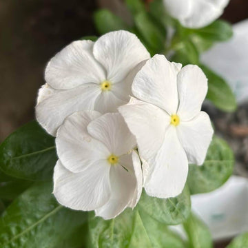 Periwinkle Seeds