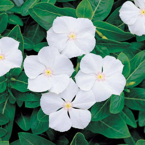 Periwinkle Seeds