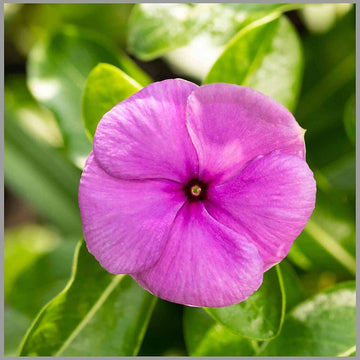 Periwinkle Seeds – Pink Wildflower Mix, Heirloom