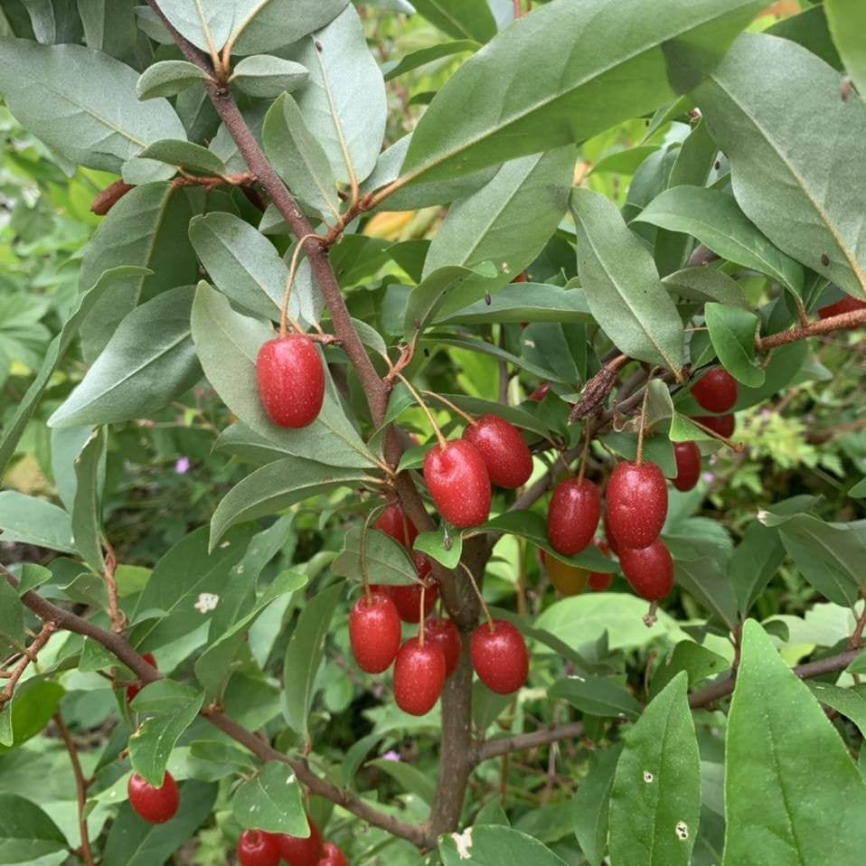 Permaculture Berry Plants seeds