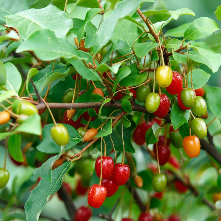 Permaculture Berry Plants seeds