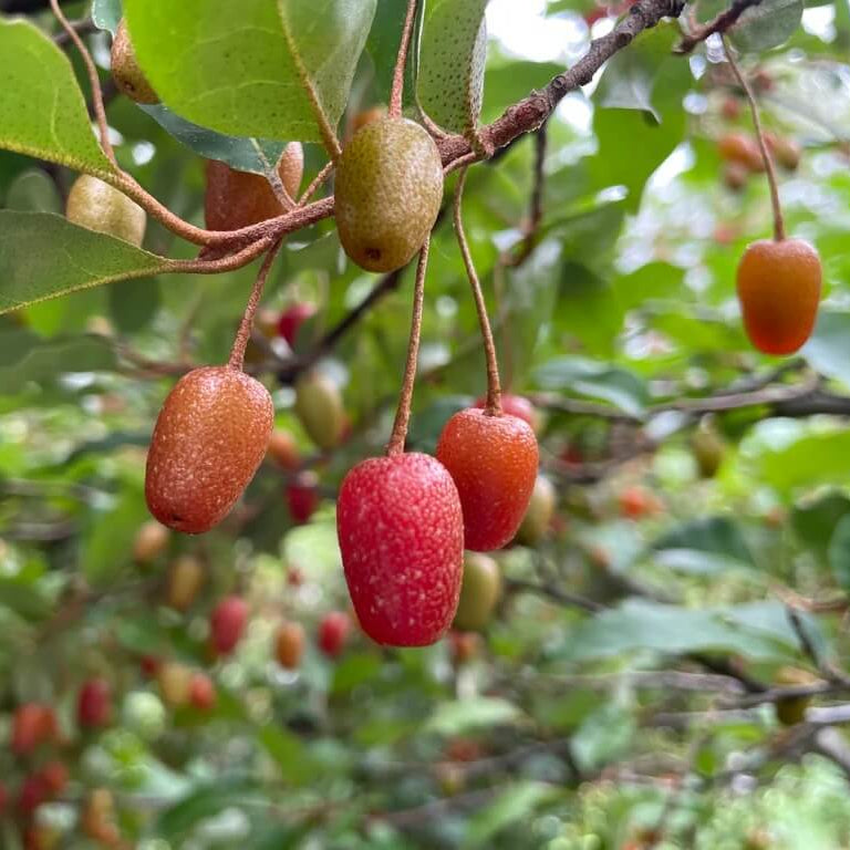 Permaculture Berry Plants seeds