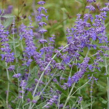 Perovskia Atriplicifolia Seeds – Russian Sage
