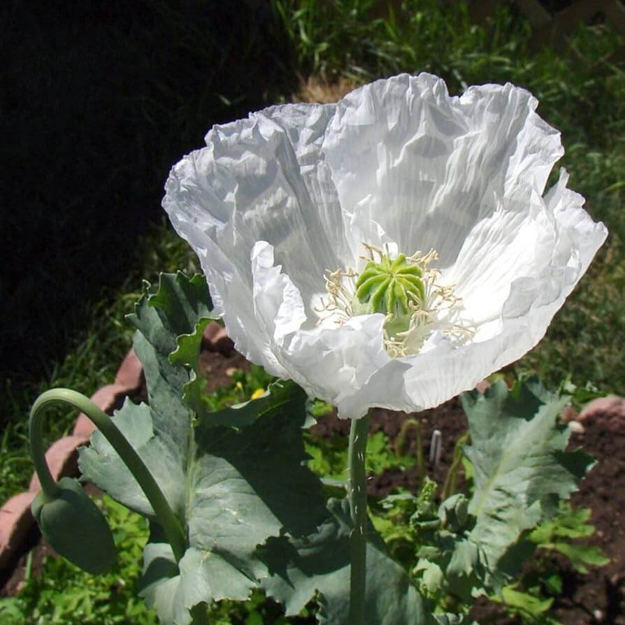 Persian White Poppy Seeds - Flower Plant