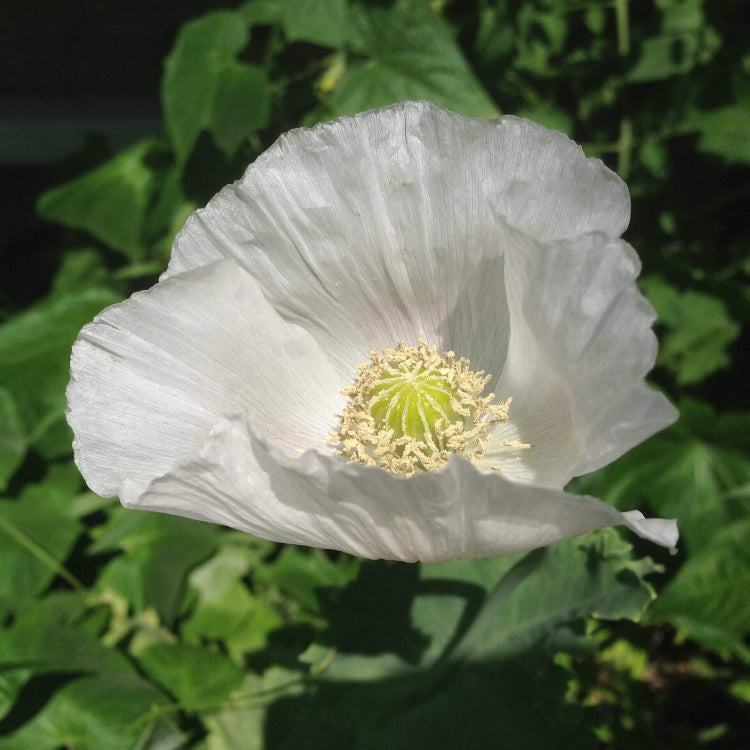 Persian White Poppy Seeds - Flower Plant