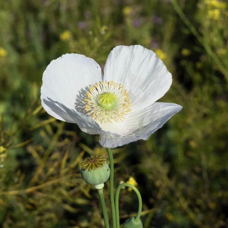 Persian White Poppy Seeds - Flower Plant