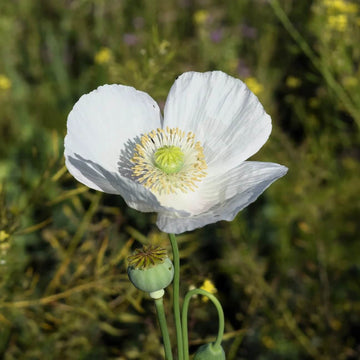 Persian White Poppy Seeds - Flower Plant
