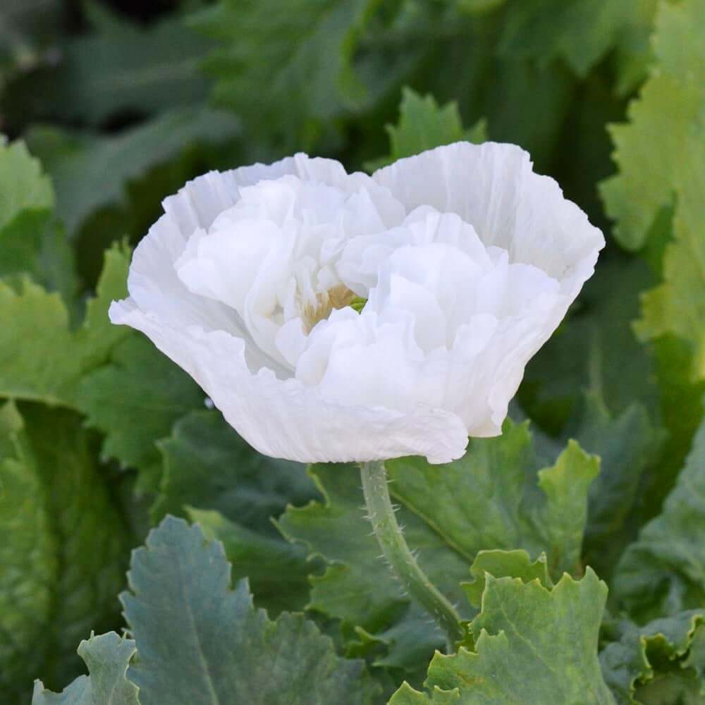 Persian White Poppy Seeds - Flower Plant