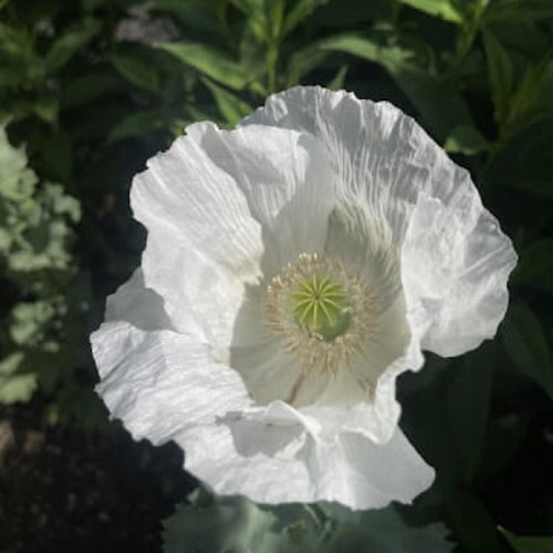 Persian White Poppy Seeds - Flower Plant