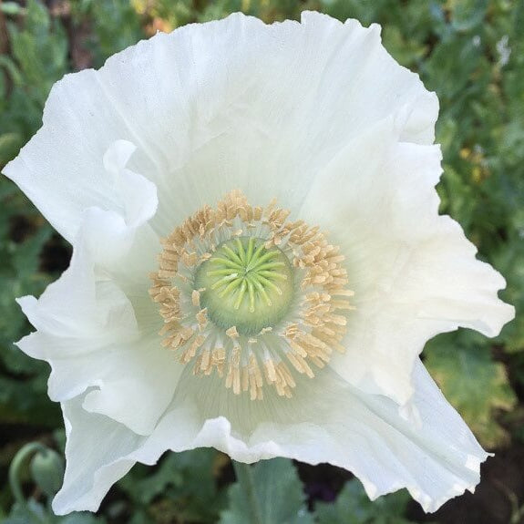 Persian White Poppy Seeds - Flower Plant