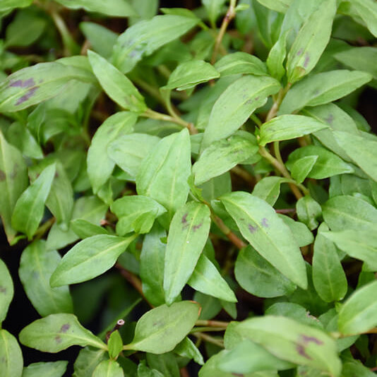 Persicaria Odorata Seeds