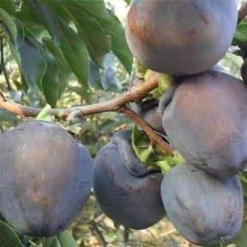 Persimmon Seeds - Black