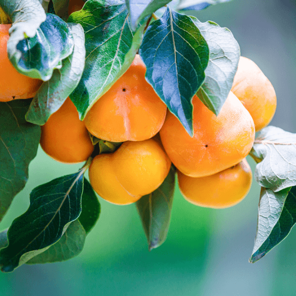 Persimmon Seeds - Date Plum 