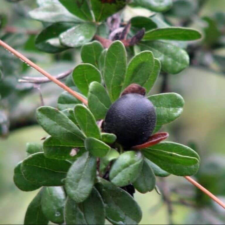 Persimmon Seeds - Texas