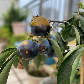 Persimmon Seeds - Black