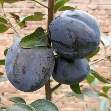 Persimmon Seeds - Japanese Black