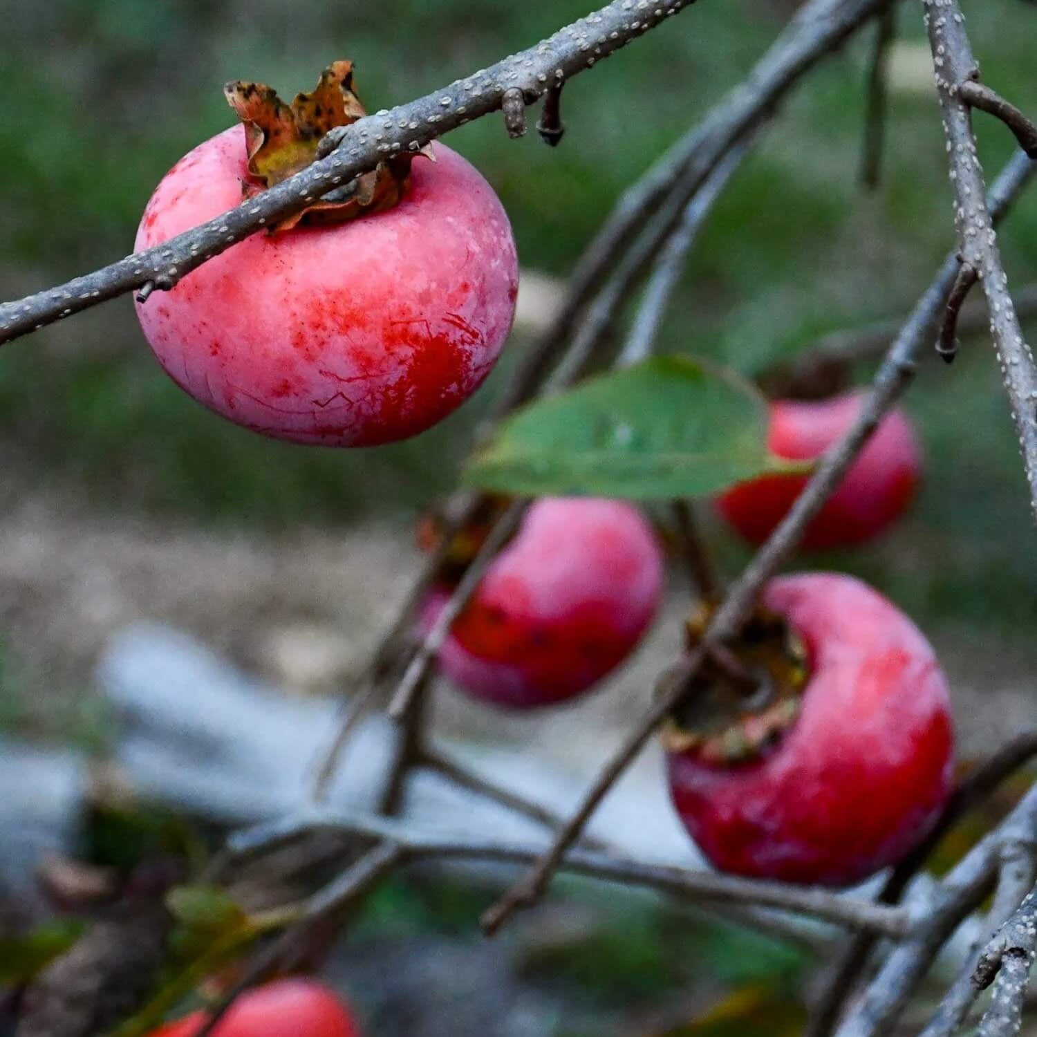 Persimmon Seeds - Pink