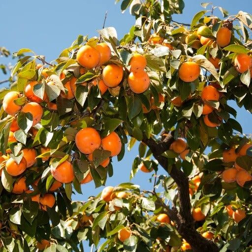 Persimmon Seeds - All In One For Home Gardens