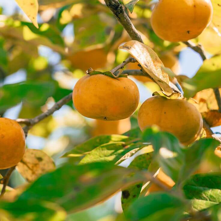 Persimmon Seeds - All In One For Home Gardens