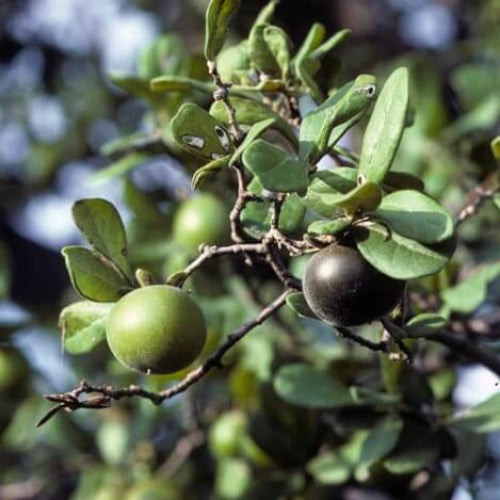Persimmon Seeds - All In One For Home Gardens