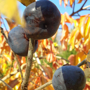 Persimmon Seeds - Black