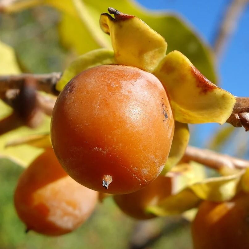 Persimmon Seeds - Date Plum 