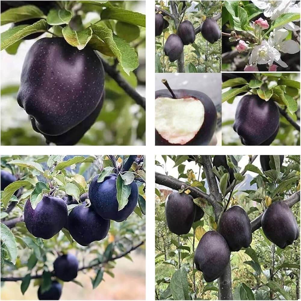 Persimmon Seeds - Japanese Black